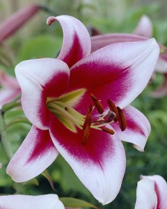 Lilium Friso